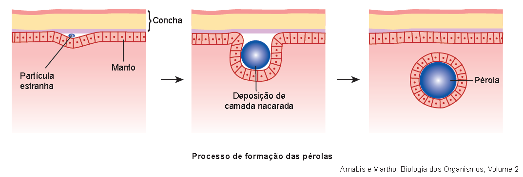 Fazenda de pérolas: conheça o processo de fabricação